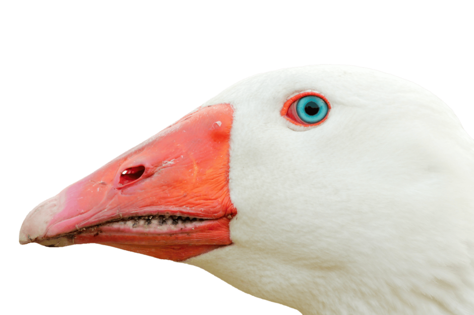 Клюв пингвина