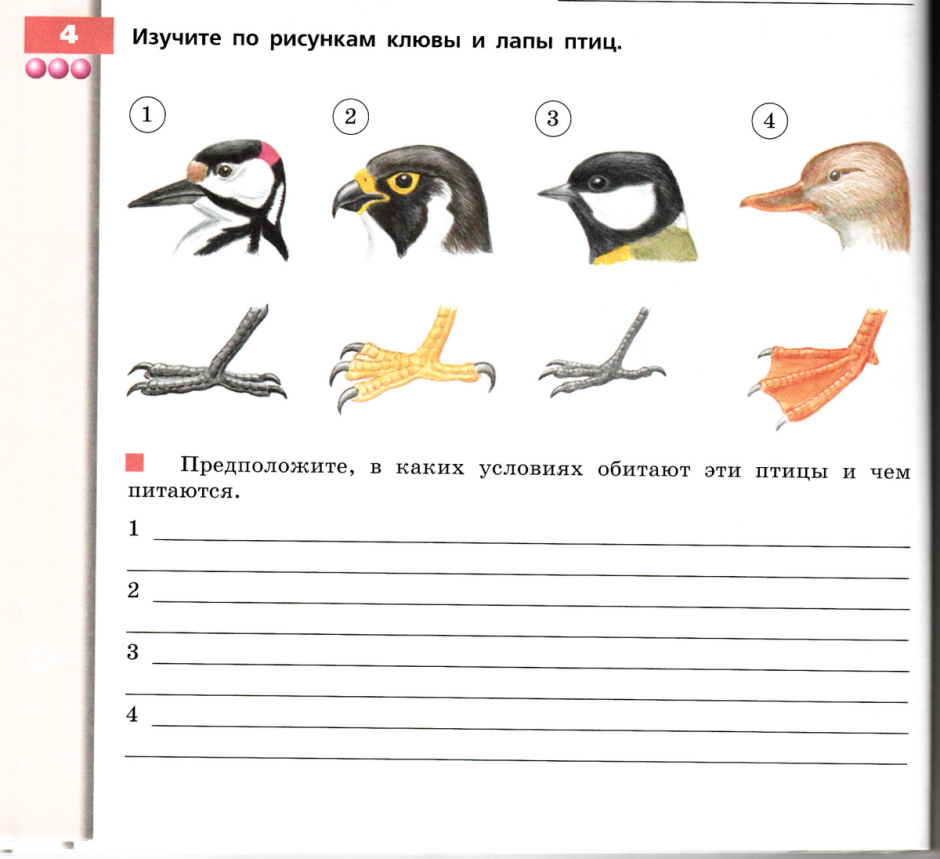 Клювы и лапы птиц