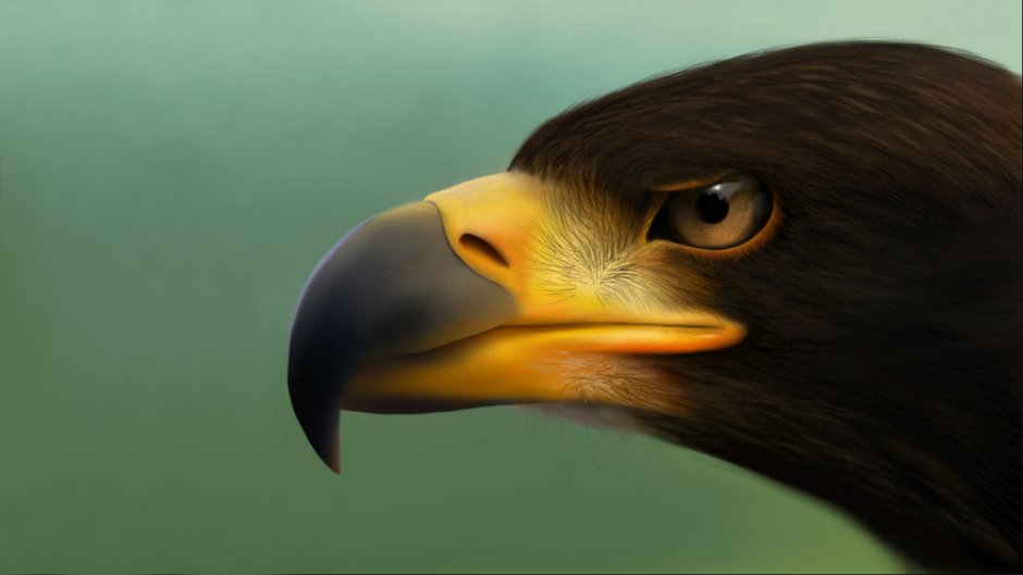 Клювы птиц для детей