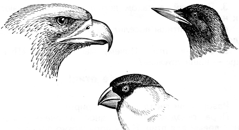 Строение клюва насекомоядных птиц