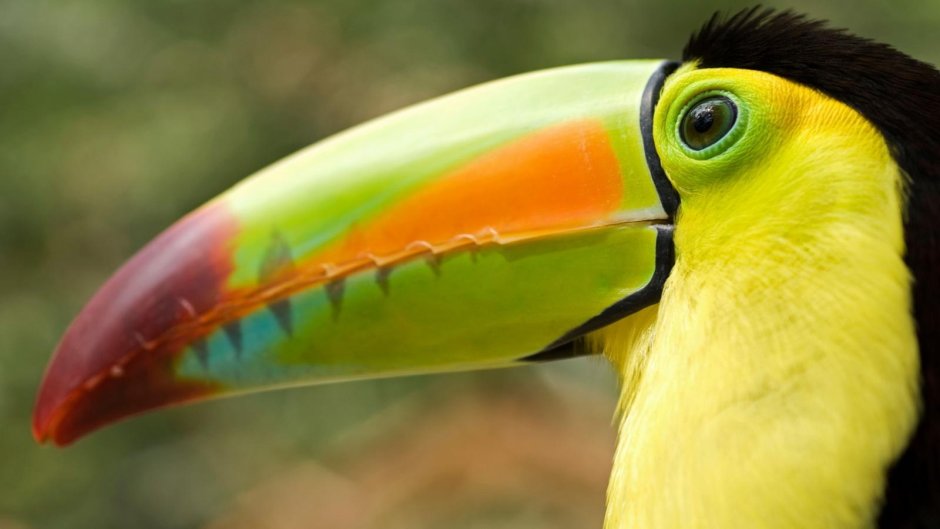 Птица с клювом без фона