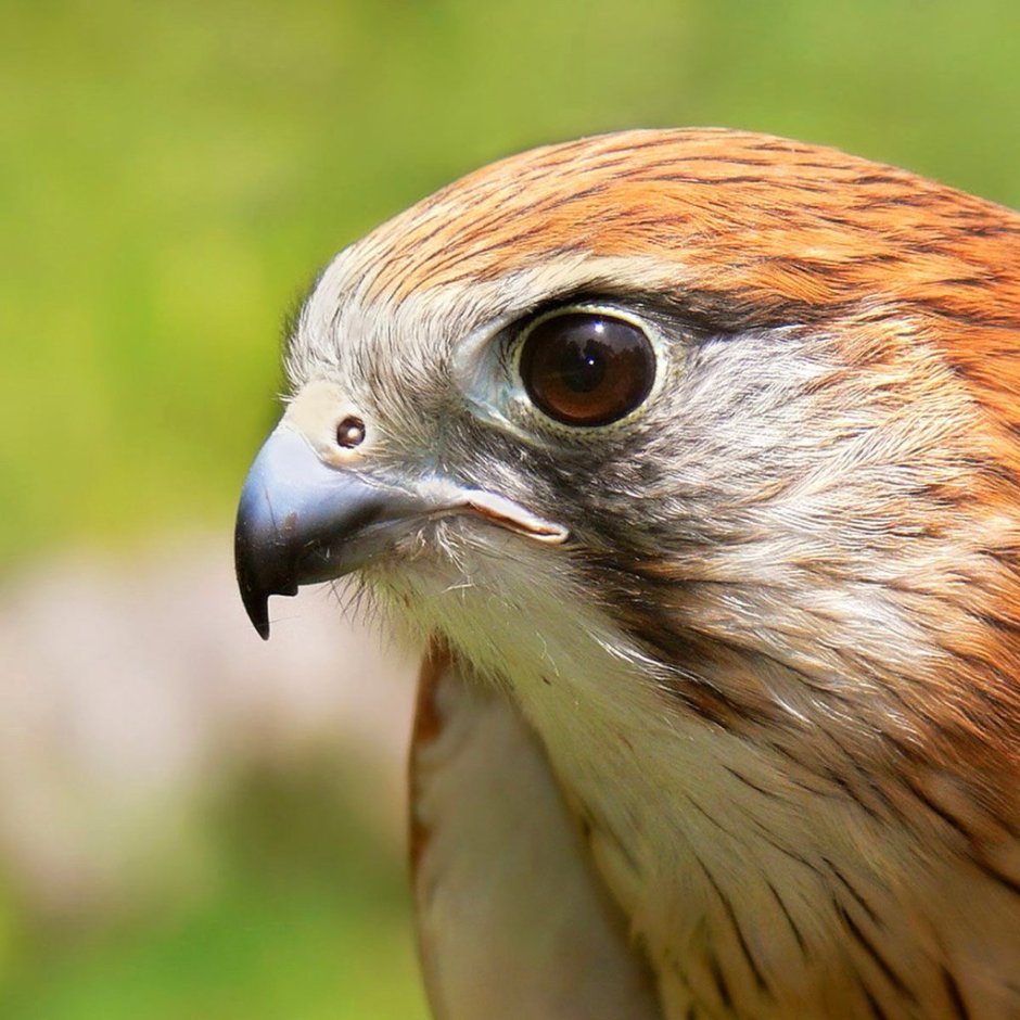 Nankeen Kestrel