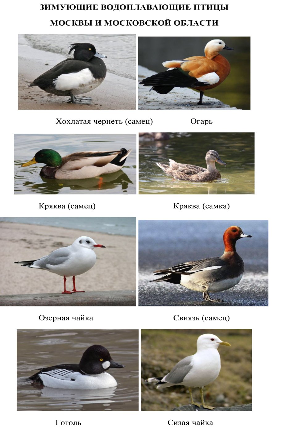 Водоплавающие птицы список