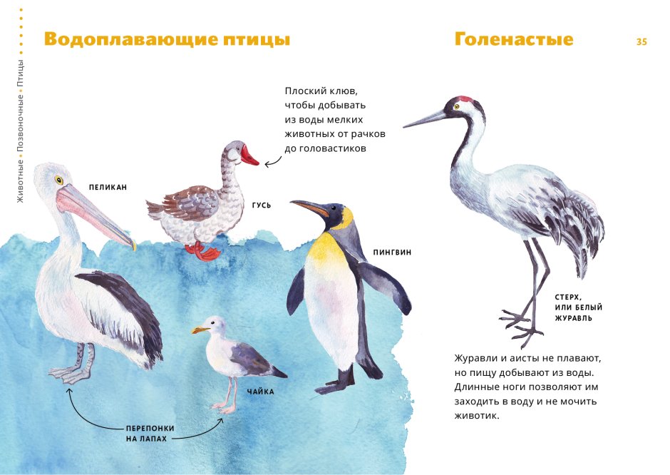 Внутреннее строение водоплавающих птиц