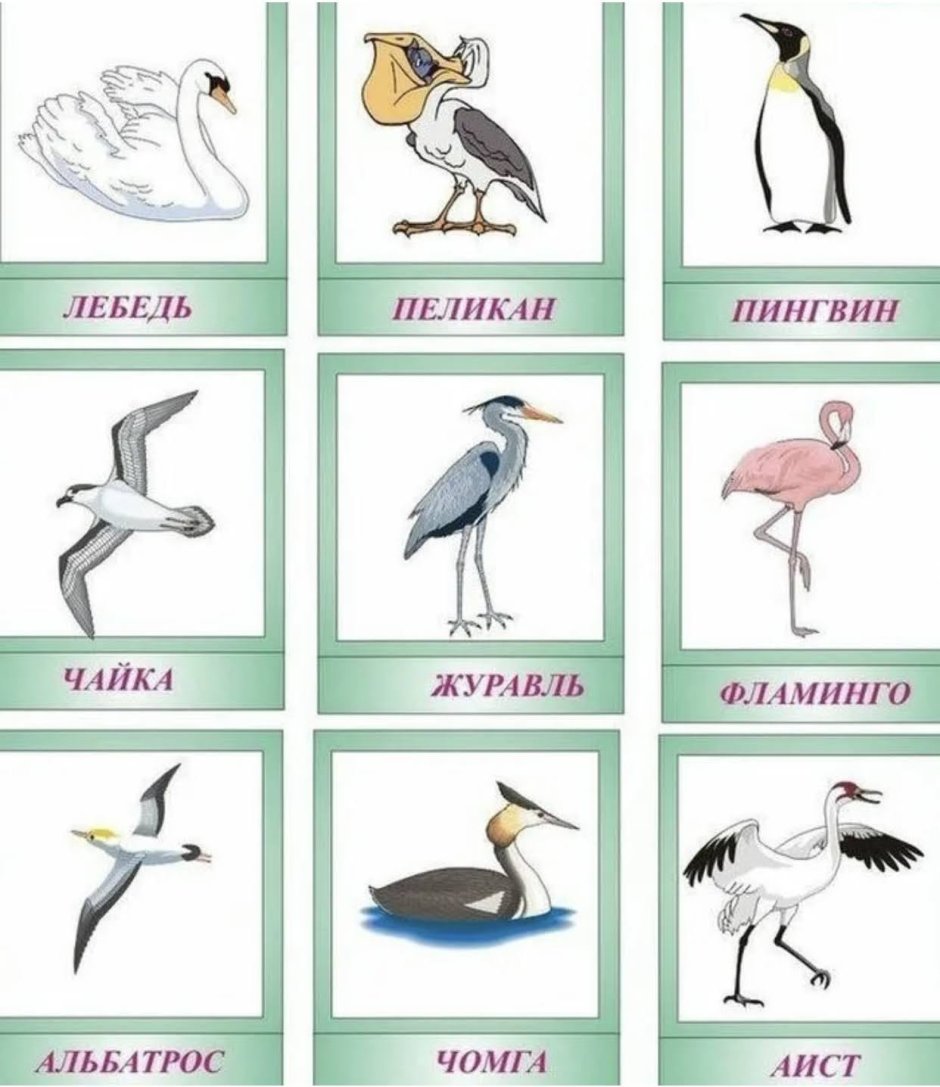 Водоплавающие птицы для детей