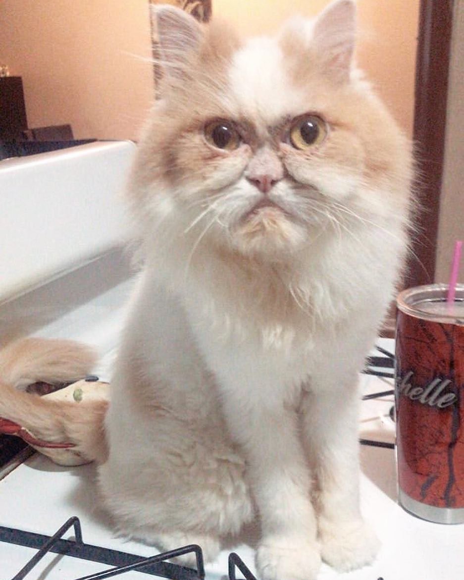 Злая милая кошка