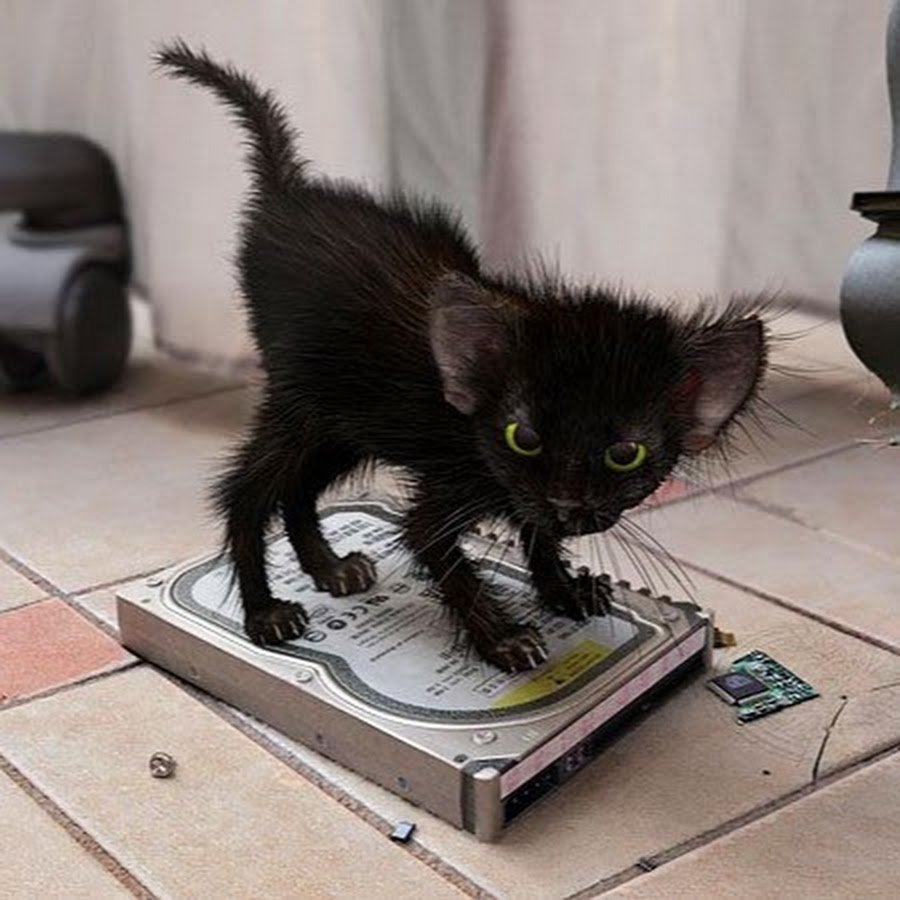 Кот Персидская шиншилла Вилфред