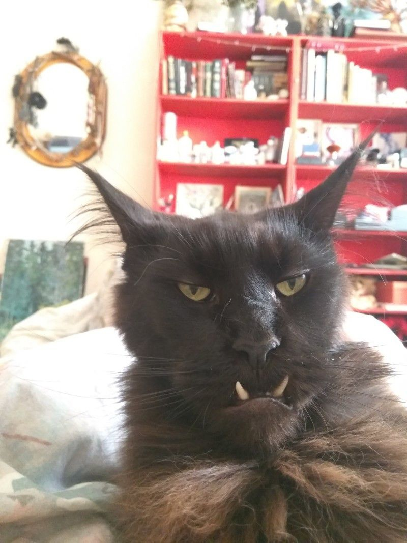 Смешной кот с пистолетом