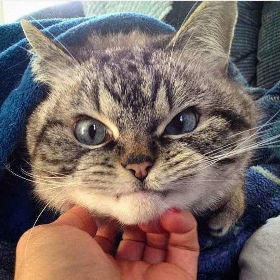 Кот в инстаграмме