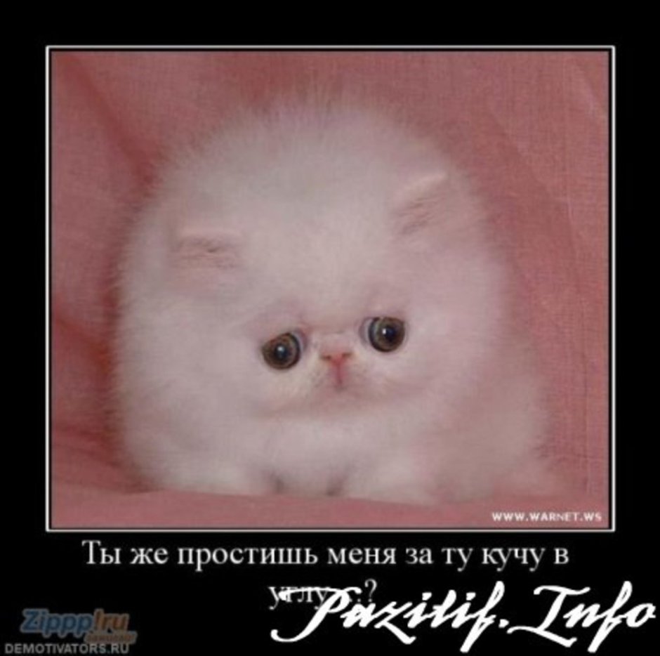 Маленьких черных котят