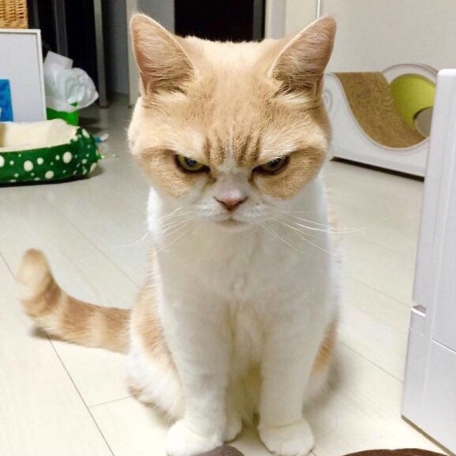 Японские злые коты