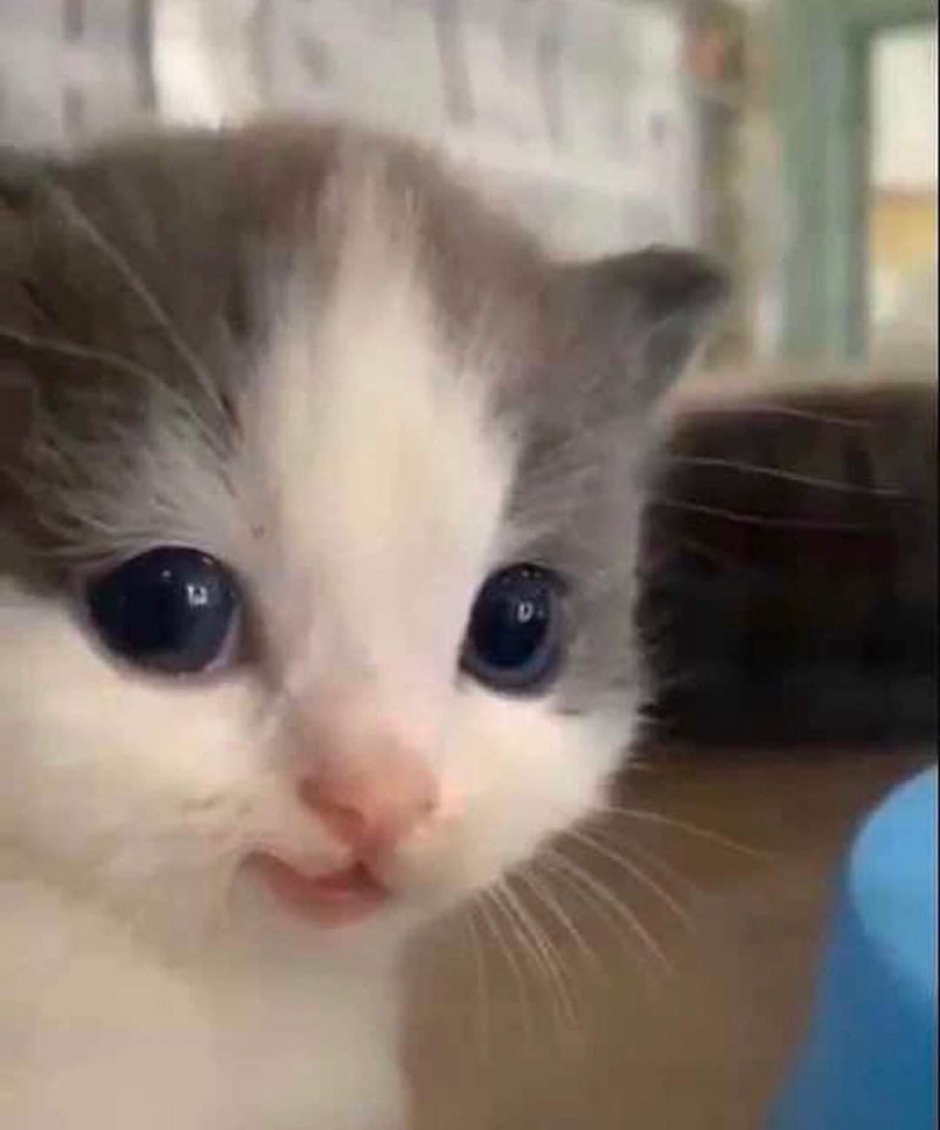 Котенок с заколкой на голове