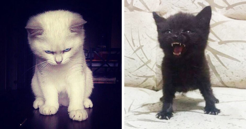 Злой белый котенок