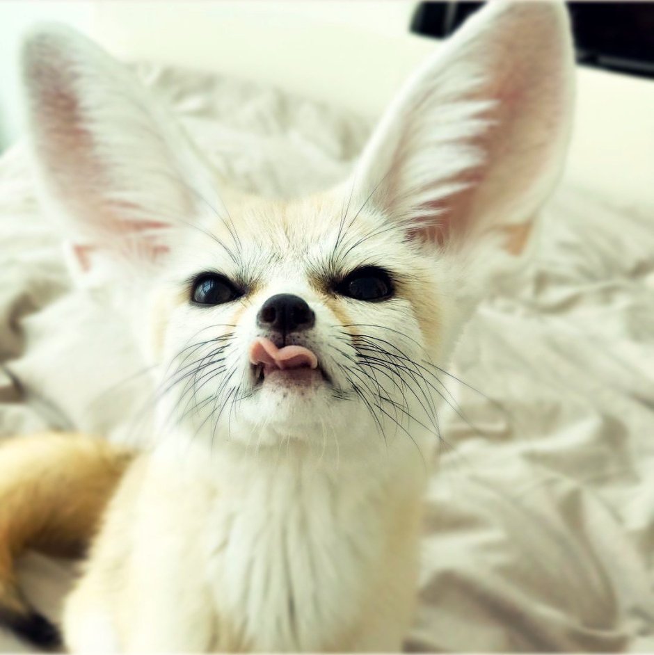 Кот в розовых очках