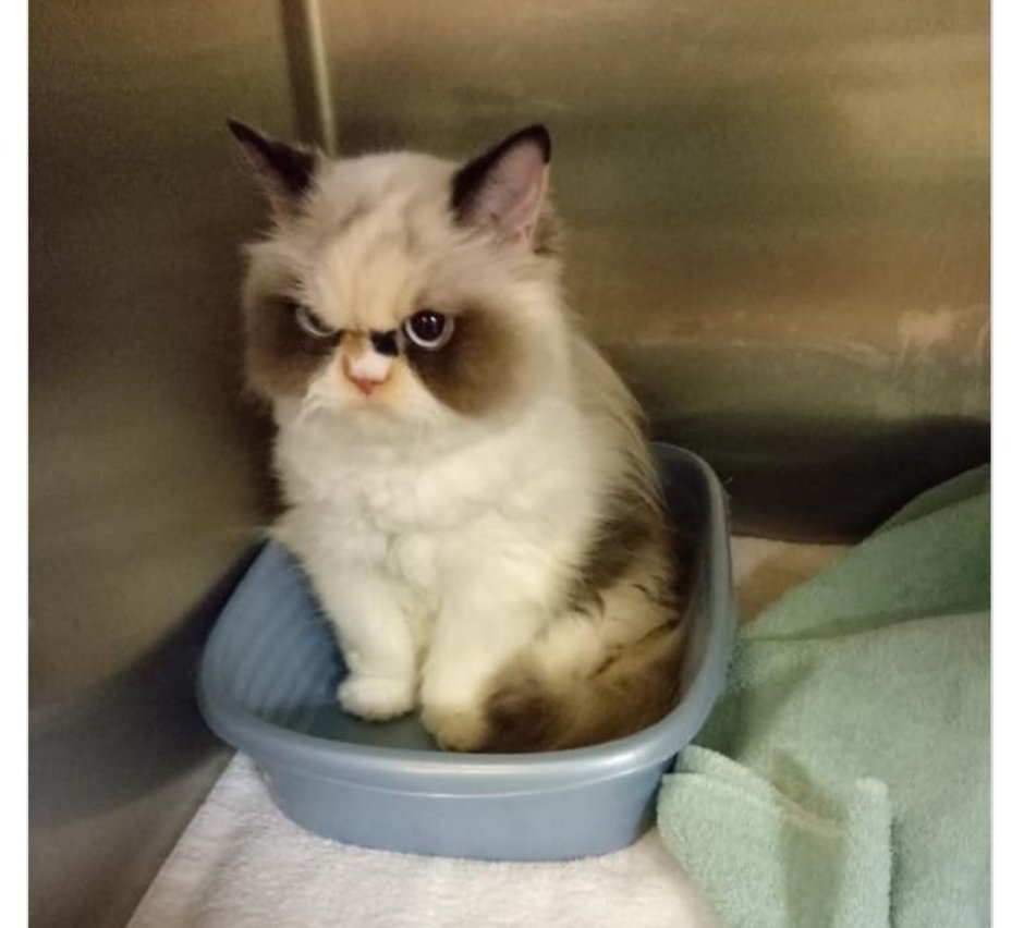 Котик со слезами