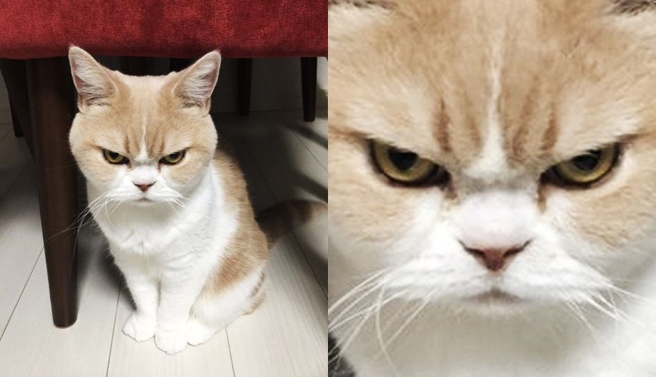 Милые черные котята