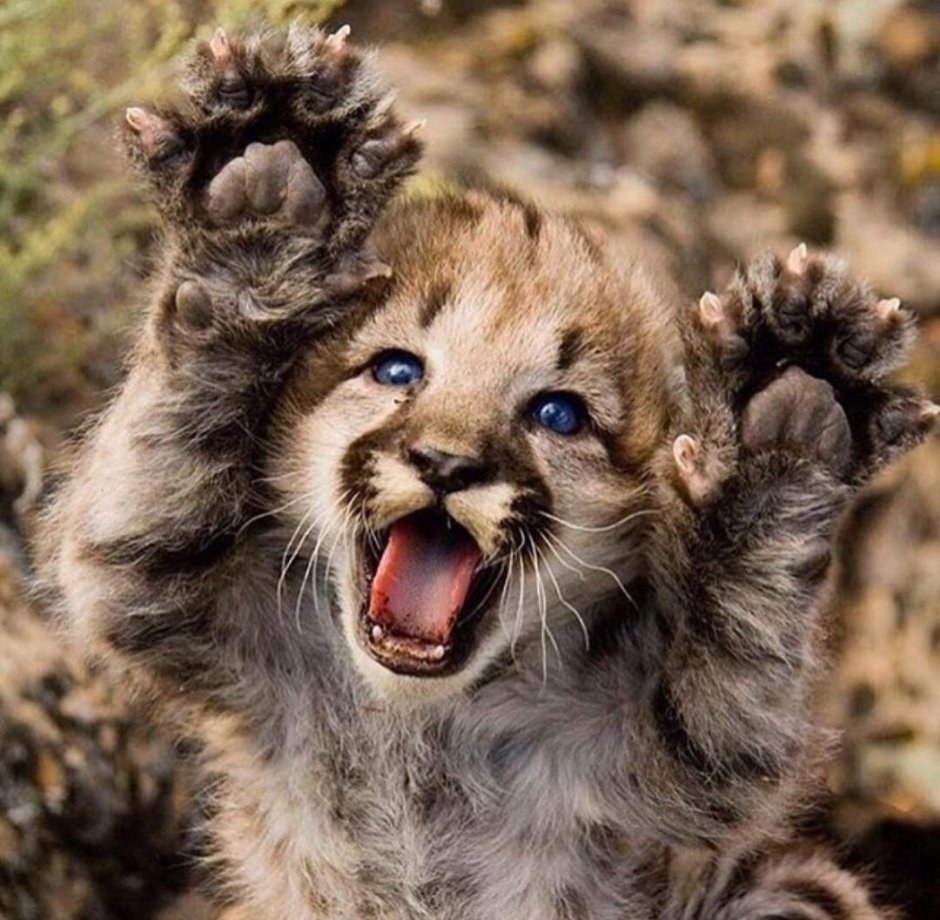 Каракал шлёпа