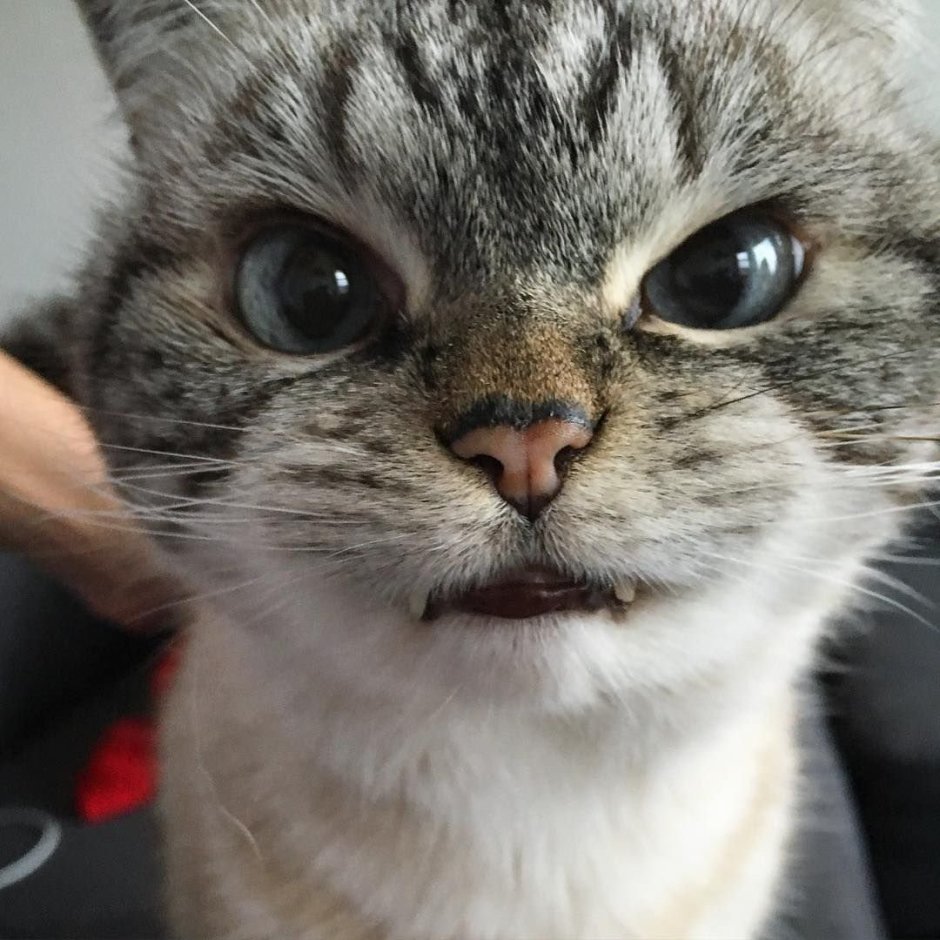 Маленький милый котенок