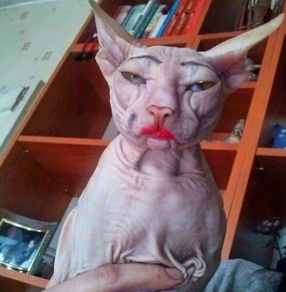 Маленький злой котик