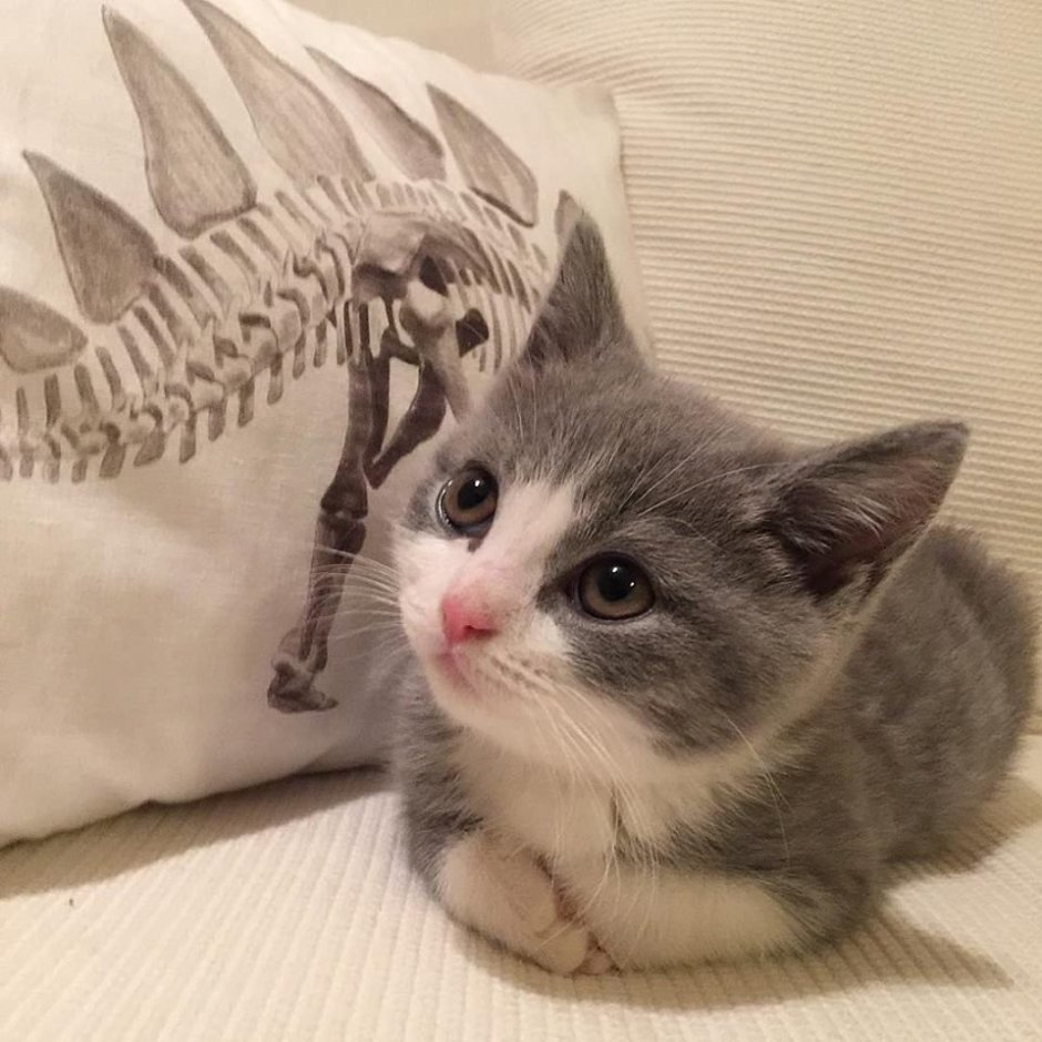 Мокрый черный котенок