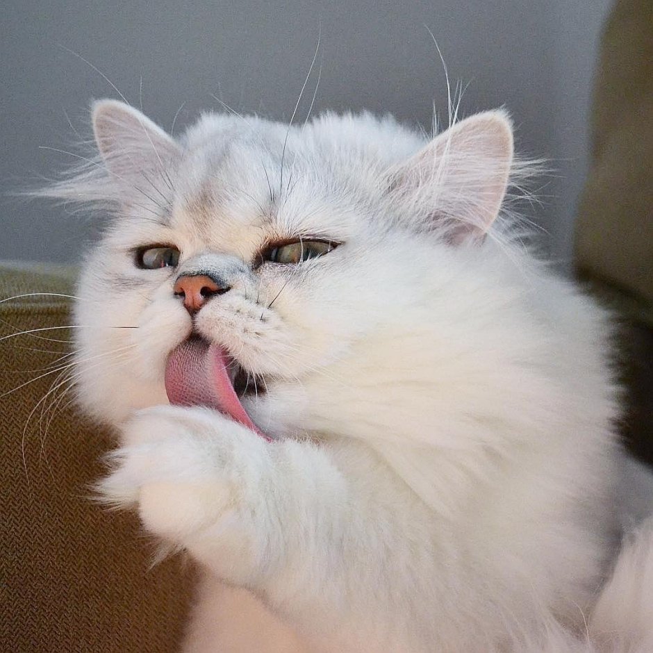 Котенок с заколкой