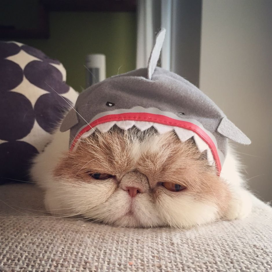 Шотландская вислоухая кошка злая