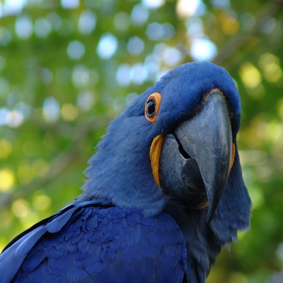 Blue Macaw попугай