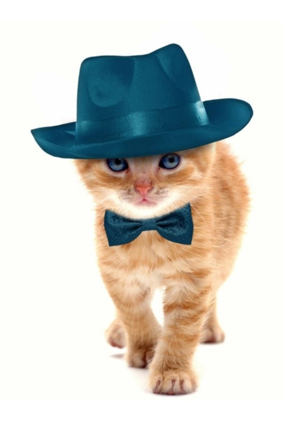Котик в шляпке