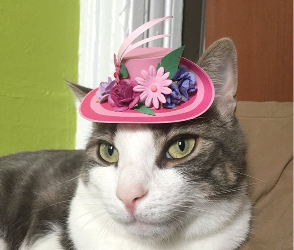 Котик в шляпке