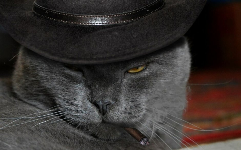 Кот бандит