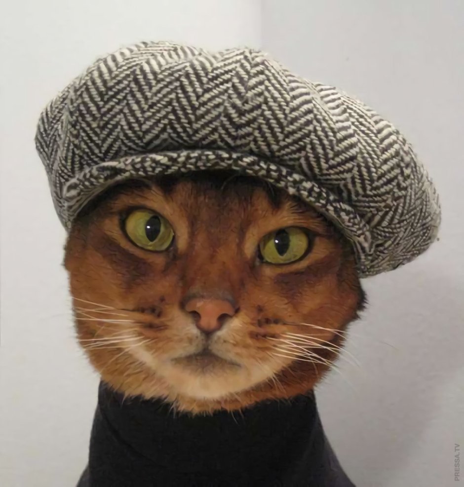 Кот в шапке