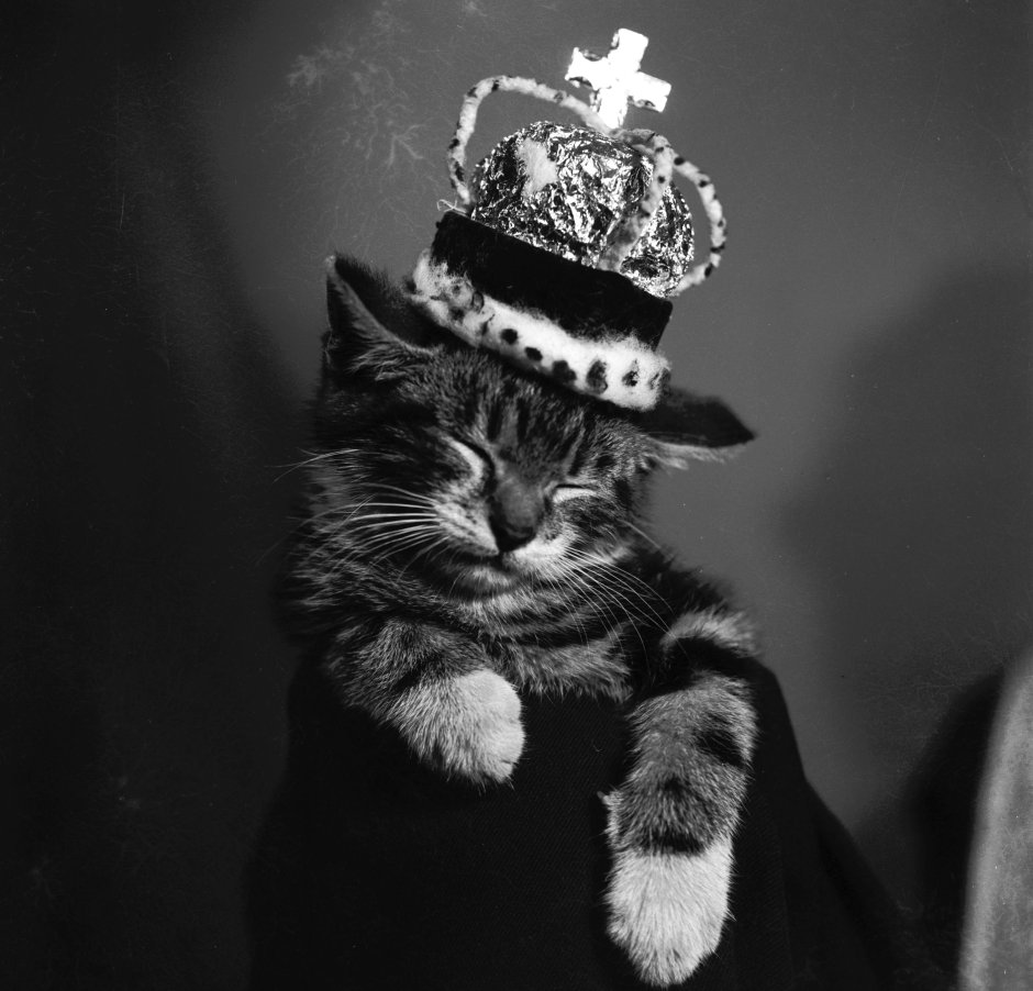 Котенок в короне