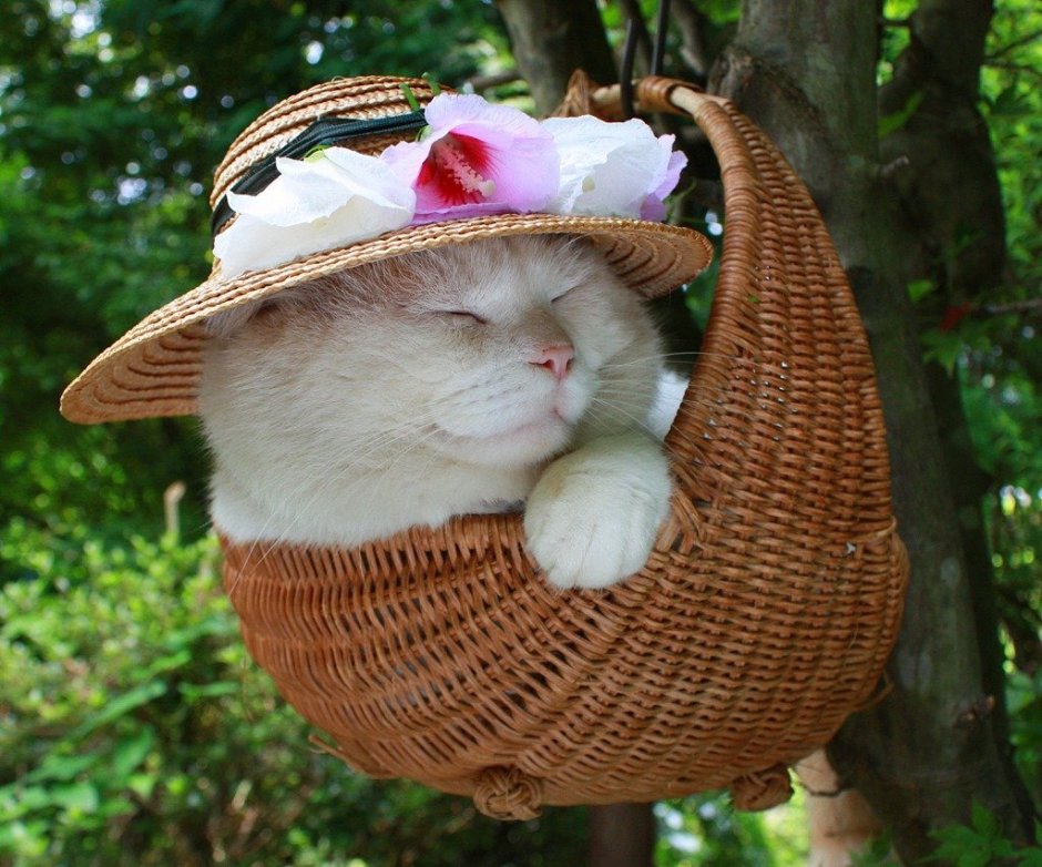 Кошка в шляпе