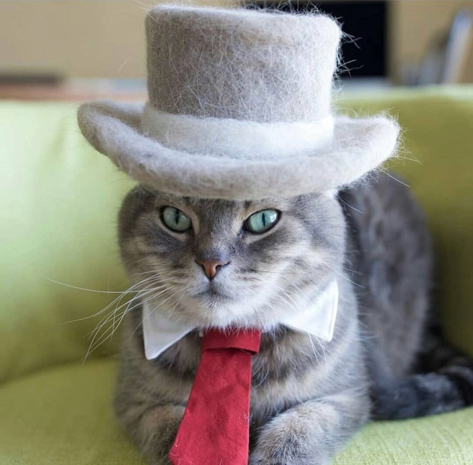 Котик в шляпке