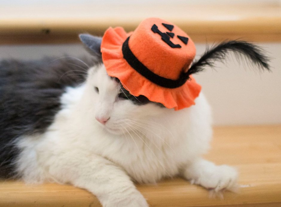 Котик в шляпке