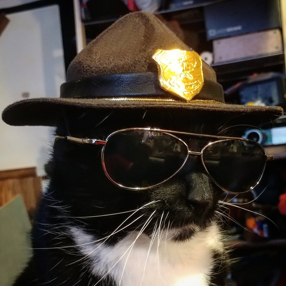 Коты в шляпах