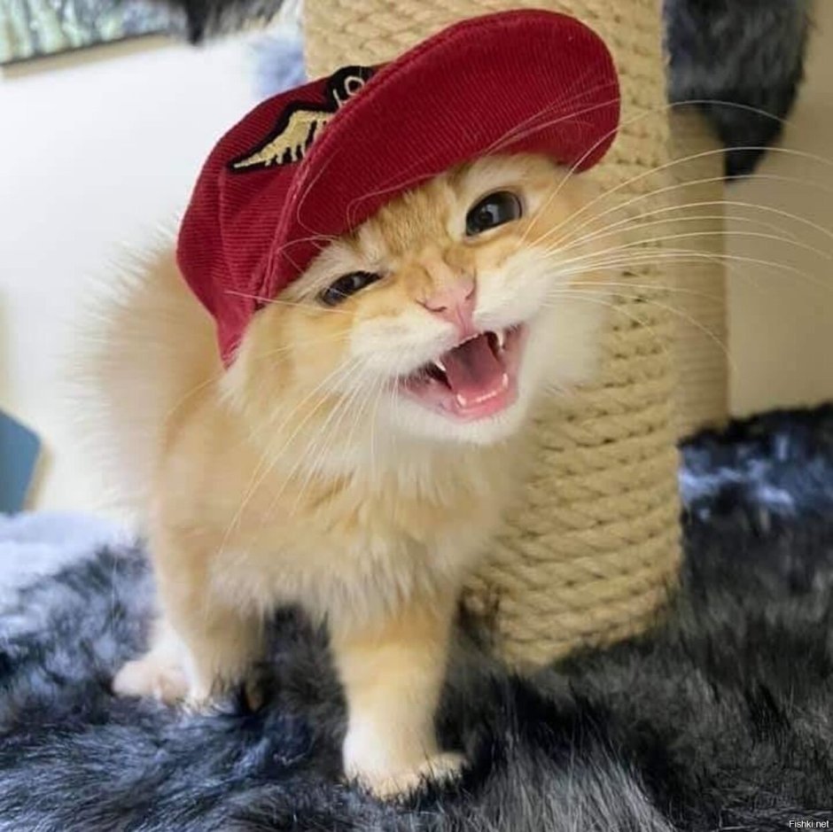 Рыжий кот в фуражке