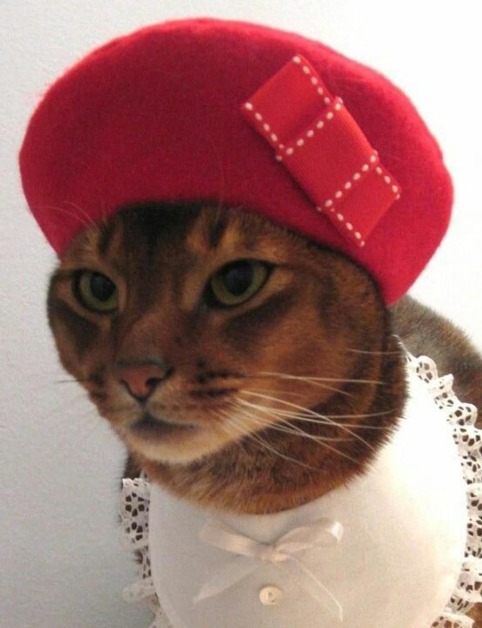 Шапочка котика
