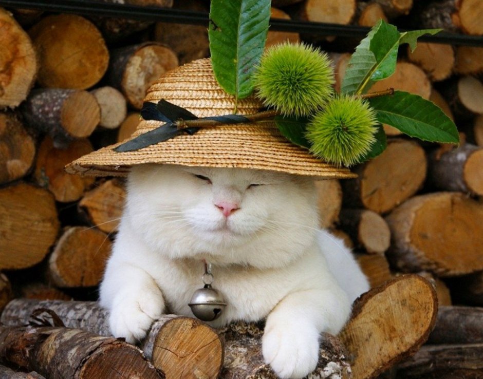 Кошка в шляпе