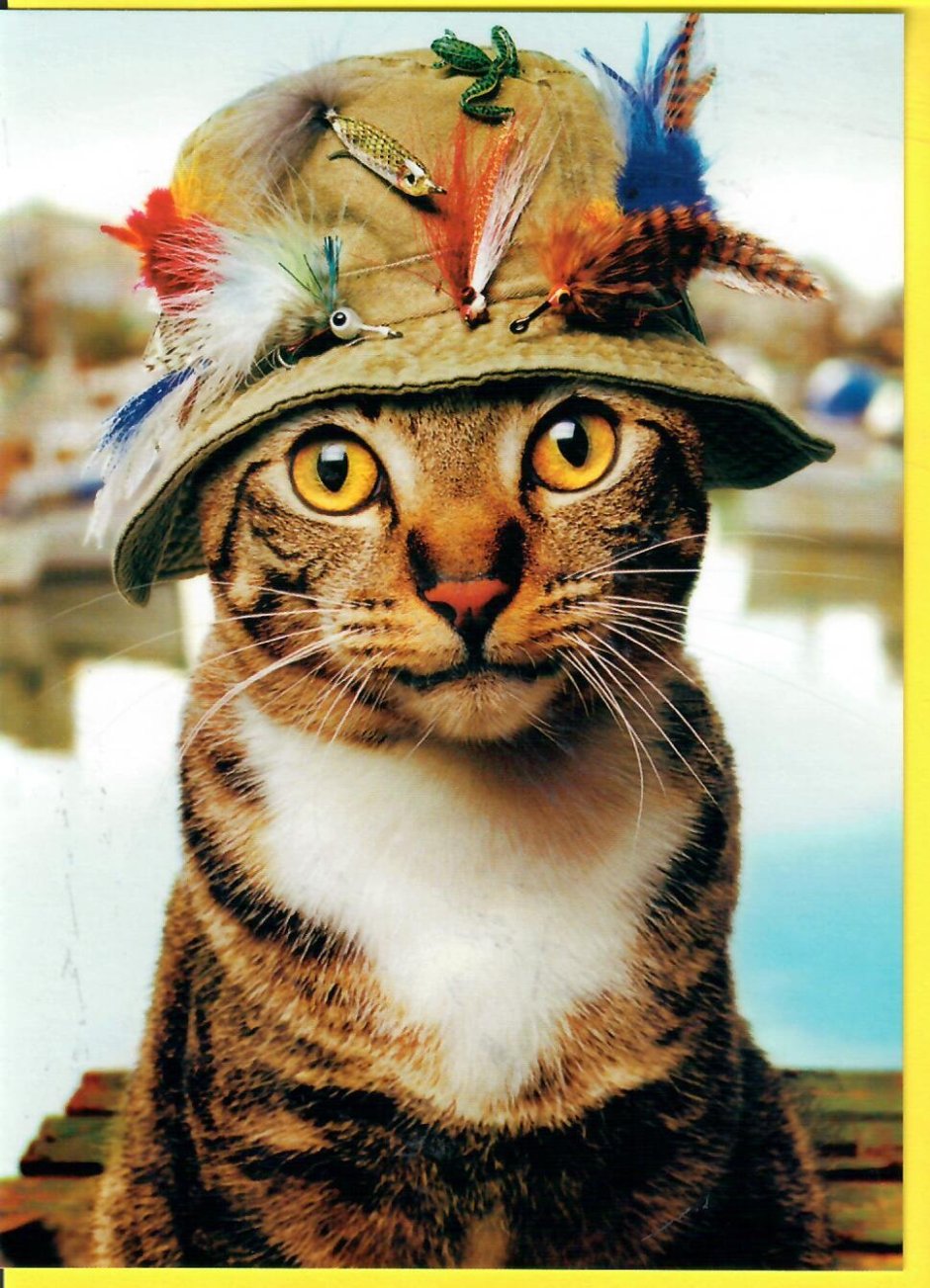 Коты в шляпах
