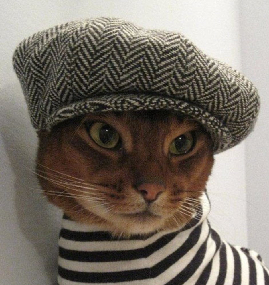 Кот француз