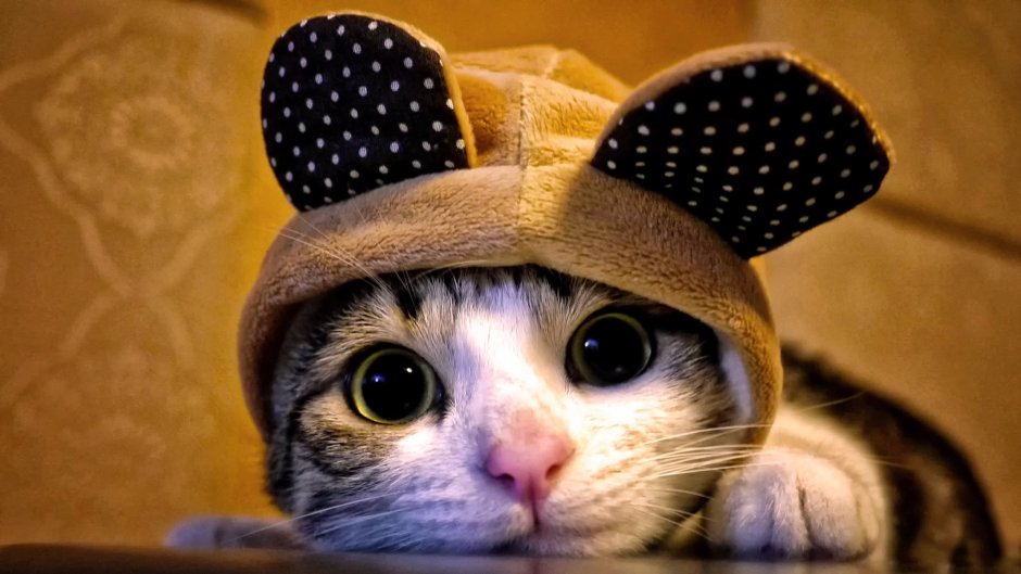 Кот в кепке