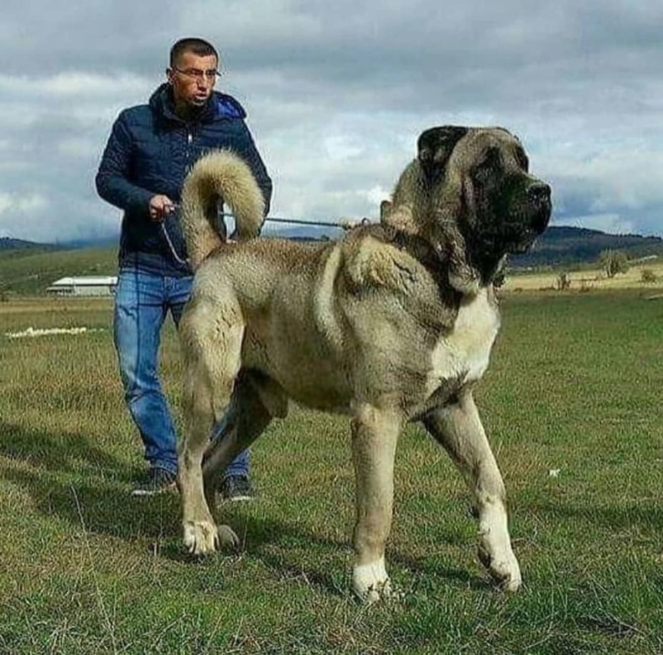 Тибетский мастиф