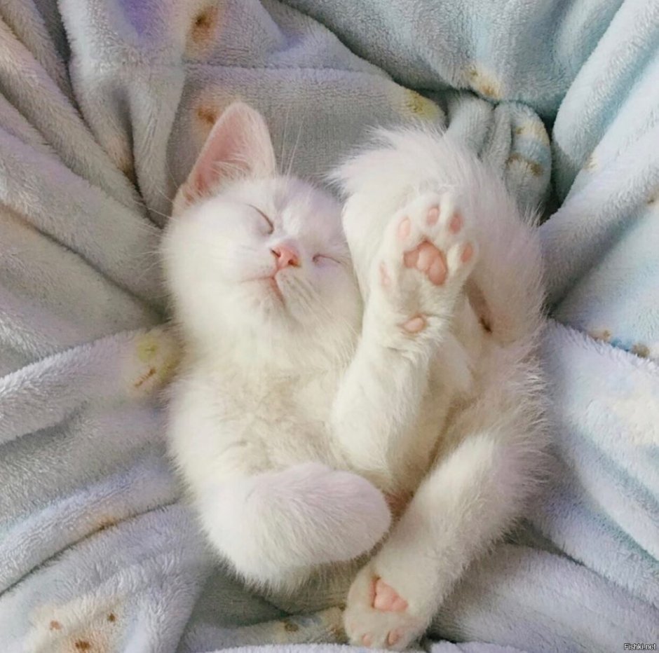 Доброе утро белая кошка