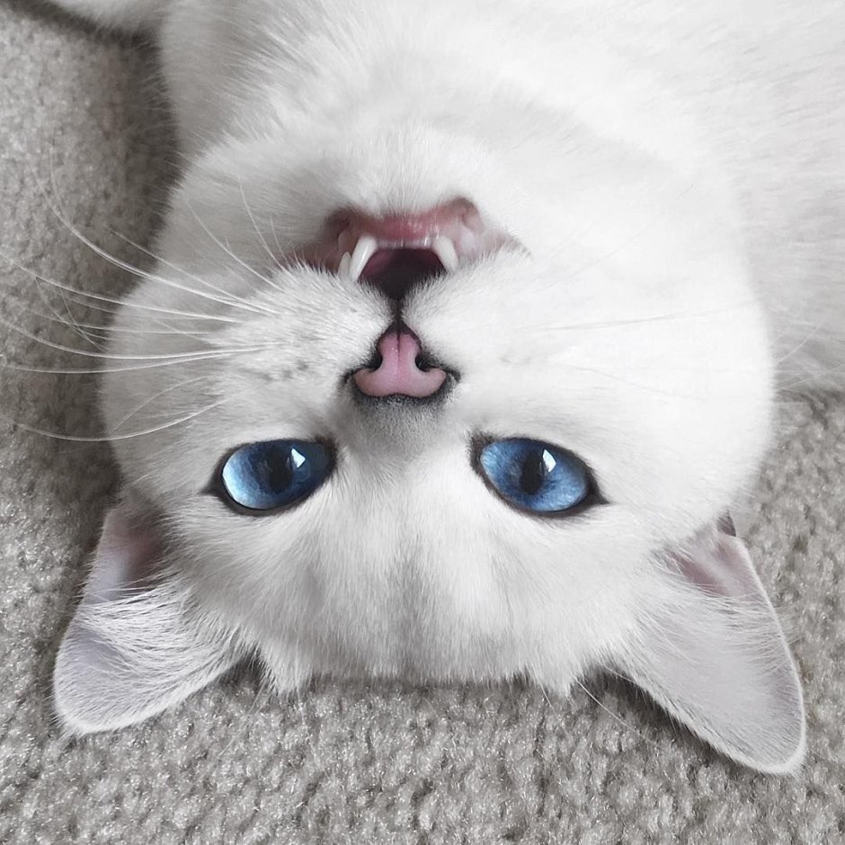 Милые котики