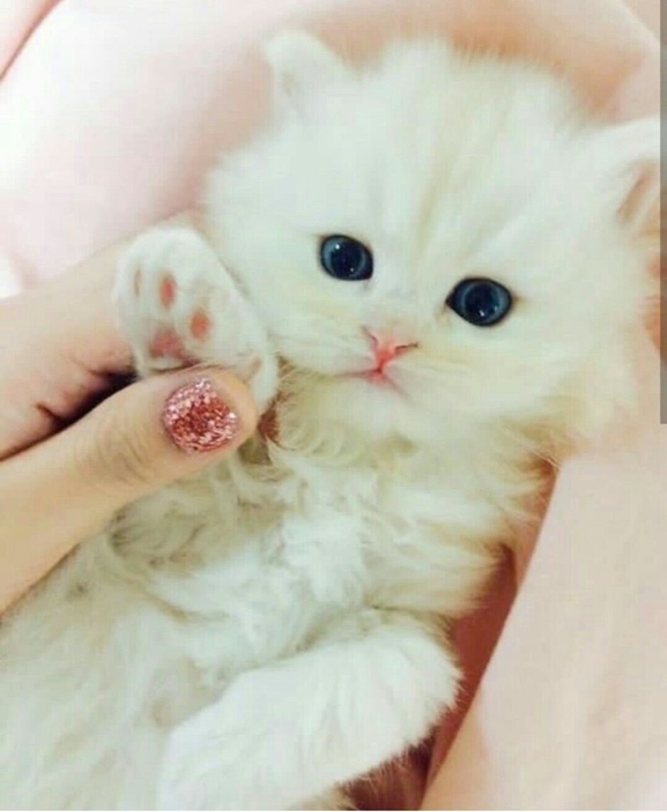 Красивые котики очень милые