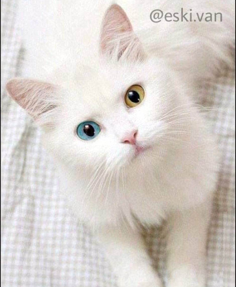 Красивая белая кошка
