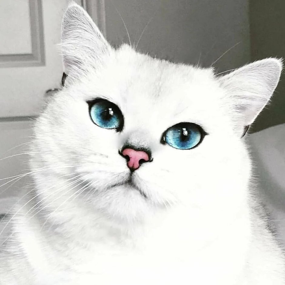 Няшные котики