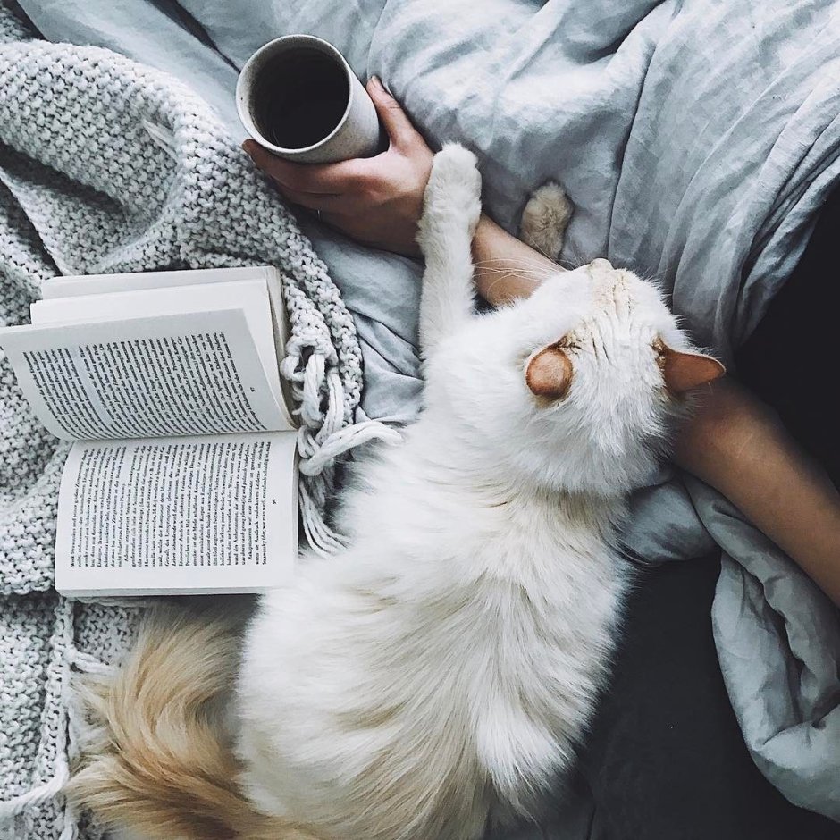 Эстетика книг и кота
