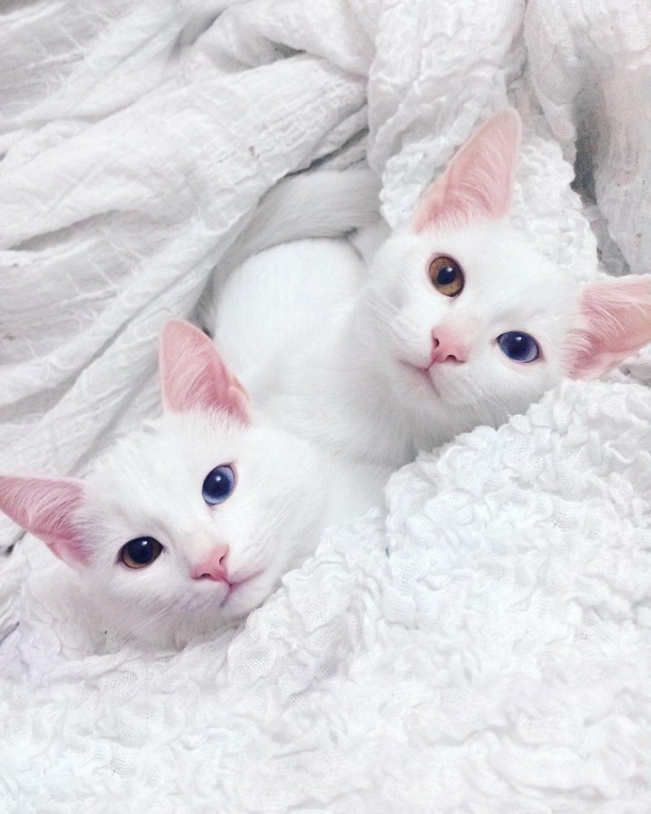 Красивая белая кошка
